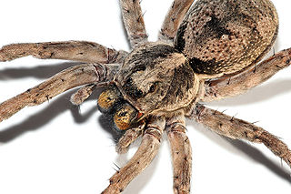 320px-Wolf_spider_focus_bracket02