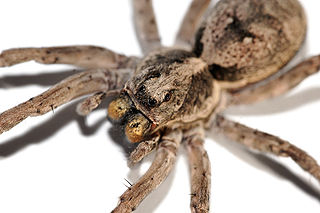 320px-Wolf_spider_single_frame